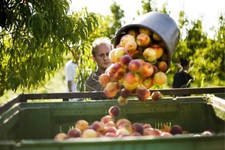 Les abricots vendus sous l'appellation "abricots du Valais" viennent en général bien de chez nous. (image d'illustration)